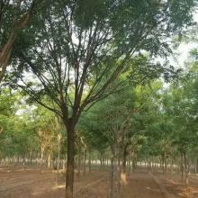 山東鵬輝苗木種植基地