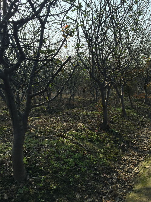 江蘇蘇州 苗木行情看漲,海棠價格走高