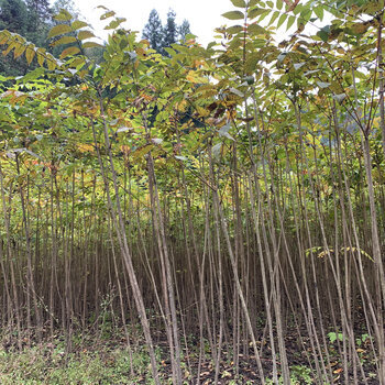 臺灣漆樹苗木,山漆