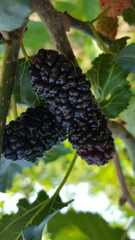 產(chǎn)品,中農(nóng)在線,最具發(fā)展?jié)摿Φ闹袊r(nóng)資網(wǎng)絡(luò)交易平臺 臨朐縣春成苗木公司