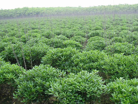 海桐球價格|喬灌木|苗木|苗木報價|597苗木網