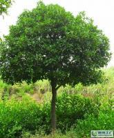 大量0怡程苗圃桂花,米徑15公分八月桂[供應]_綠化苗木_世界工廠網中國產品信息庫