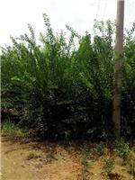 泰安劃算的榆葉梅供應:臨沂榆葉梅-山東科大苗木基地提供泰安劃算的榆葉梅供應:臨沂榆葉梅的相關介紹、產品、服務、圖片、價格山東3公分銀杏苗基地促銷裝歡迎咨詢136【4538】6501、百日紅、櫻花、白皮松、紅楓、法桐、