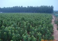 櫻桃樹苗紅燈、美早、早黃金[供應]_綠化苗木_世界工廠網中國產品信息庫