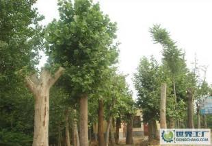 低價0法桐、欒樹、合歡、國槐、柳樹等常規苗木_農副產品_世界工廠網中國產品信息庫