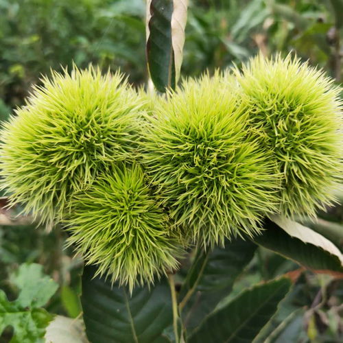 【基地批發岳山王板栗樹苗、大紅袍板栗樹苗栽培技術】- 