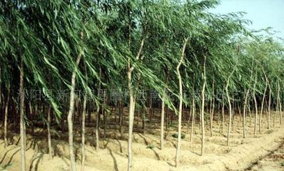 【法桐、櫻花、桂花、龍柏、垂柳--綠化苗木!】價格_廠家_圖片 -