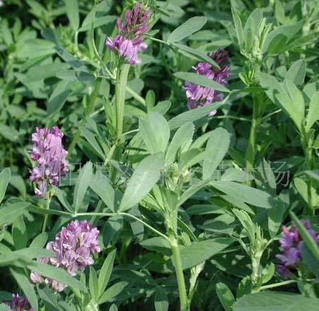 牧草種子普那菊苣、蘇丹草、苦買菜、毛苕子、(圖)