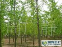 最低價銷售銀杏樹、嫁接銀杏樹、實生銀杏樹[供應]_綠化苗木_世界工廠網中國產品信息庫