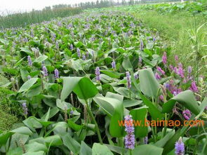綠化苗木 山東綠化苗木 綠化苗木基地 雨軒, 綠化苗木 山東綠化苗木 綠化苗木基地 雨軒生產廠家, 綠化苗木 山東綠化苗木 綠化苗木基地 雨軒價格