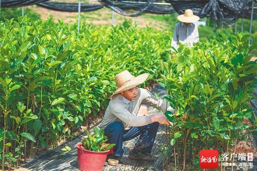 如何應(yīng)對新挑戰(zhàn) 如何把握新機(jī)遇 如何加快轉(zhuǎn)型升級 海墾 三問 謀發(fā)展