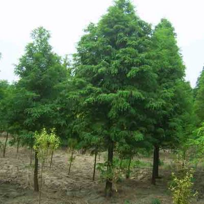 山茶花-常山縣緣林特色苗木基地5