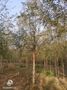 恭喜鴻運(yùn)園林苗木基地入駐苗木通平臺(tái) 專注于精品苗木