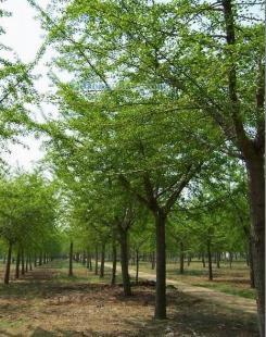 供應銀杏樹,山東銀杏樹,海峰銀杏苗木基地_紡織、皮革_世界工廠網中國產品信息庫