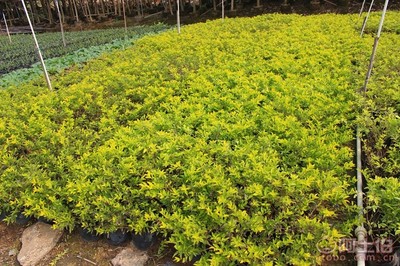 【黃金葉種植基地、基地直銷、質(zhì)優(yōu)價廉】綠化苗木,價格,廠家,供應(yīng)商,花木,龍海市東泗興輝園藝場 - 產(chǎn)品庫