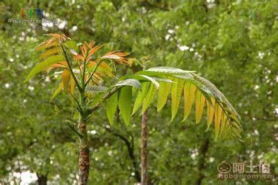 【香椿樹苗多0.7香椿苗批發(fā)廠家香椿苗有賣1公分香椿】泰安乾佑源苗木專業(yè)合作社 - 產(chǎn)品庫