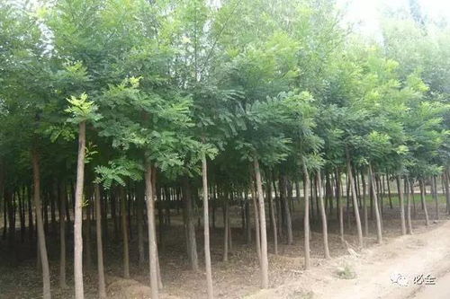 2017年國內(nèi)部分地區(qū)苗木市場(chǎng)情況分析