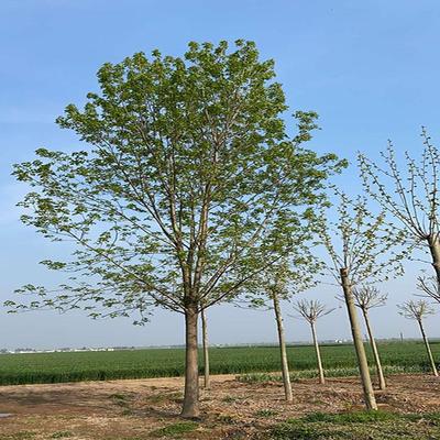 白蠟樹苗 行道綠化苗木 批發(fā)白蠟樹 白蠟