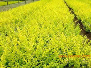 想要易種植的苗木就來志超花卉苗木 山東紅葉小檗,想要易種植的苗木就來志超花卉苗木 山東紅葉小檗生產(chǎn)廠家,想要易種植的苗木就來志超花卉苗木 山東紅葉小檗價(jià)格