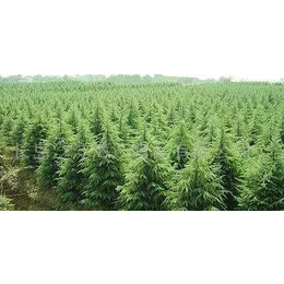 雪松,路雪松苗木,雪松風景樹苗