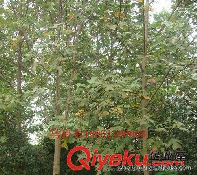 廠家專業供應馬褂木等綠化苗木(圖)-沭陽縣威宇花木銷售中心提供廠家專業供應馬褂木等綠化苗木(圖)的相關介紹、產品、服務、圖片、價格沭陽縣威宇花木銷售中心、金葉女貞;紅葉小檗;小龍柏;地柏;灑金柏;南天竹;迎春;連翹;月季花;紅王子錦帶;水臘;劍麻;金娃娃萱草;玉簪;鳶尾;棣棠;繡線菊;紅瑞木;紫荊;紫薇等綠化苗木