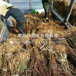 【新梨7號梨苗批發基地、新梨7號梨苗多少錢一棵】-