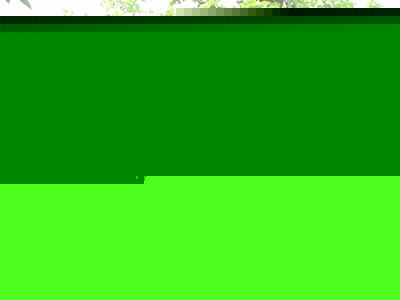 供應桂花、含笑