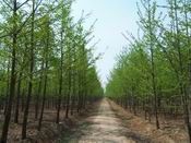 供應山東銀杏苗木,優質銀杏苗木,銀杏樹_紡織、皮革_世界工廠網中國產品信息庫