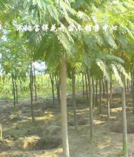 供應綠化苗木:低價出售各種合歡、銀杏、廣玉蘭等_農副產品_世界工廠網中國產品信息庫