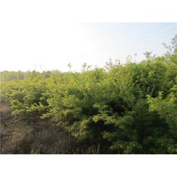 綠化花卉苗木 億農苗木花卉 綠化花卉苗木