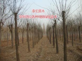 河南鄭州國槐小苗批發(fā)價格分析及市場趨勢