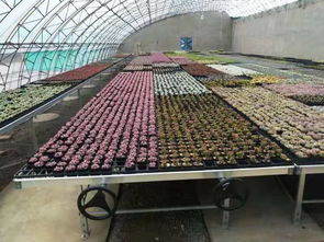 安平縣漢明育苗設備廠 專業(yè)助力林業(yè)種植，高效育苗設備引領(lǐng)行業(yè)