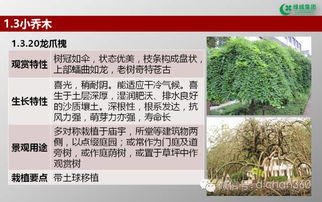 綠城集團園林軟景苗木圖譜 林業(yè)種植全解析