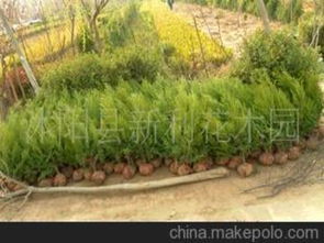 色塊類苗木供應商及批發(fā)市場概覽