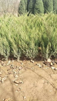 定州市盛大園林苗木基地入駐苗木通平臺(tái)，致力精品苗木發(fā)展