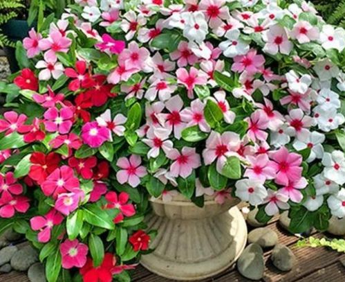 花期超長的4種花卉，一開花就是大半年，還好養(yǎng)