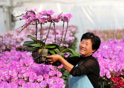 美麗經(jīng)濟(jì)綻放 年宵花市場再升溫，花卉種植迎新春