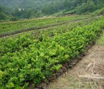 芳青花卉苗木 路口綠化優選，打造綠色生態新篇章