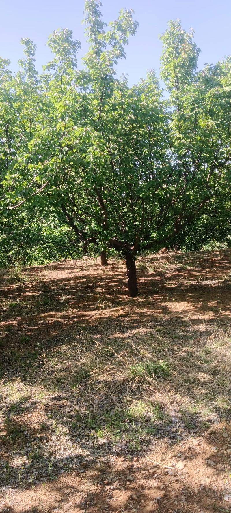 全網尋覓苗木有緣人，優質山杏樹大量現貨，規格齊全，共繪花卉種植新藍圖