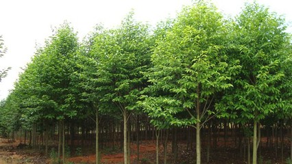 奉新綠霖苗木專業合作社 專業花卉種植，綻放鄉村經濟新活力