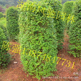 湖南風馳園林 精品小葉雨針柱形樹，綠化苗木的專業供應商