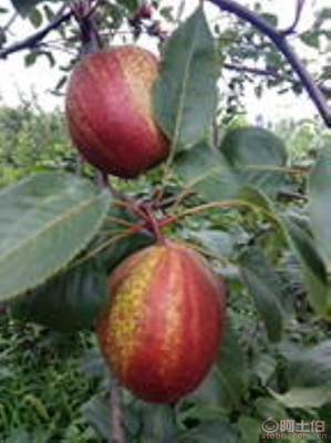 黃金梨苗種植與管理指南 栽種時間、水肥控制與生長表現