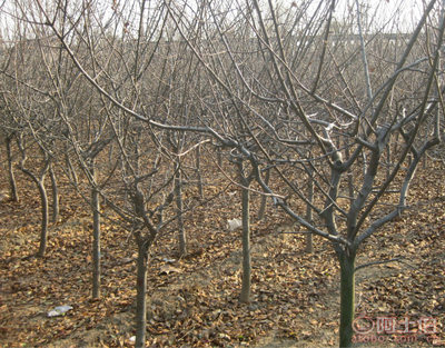 泰安青聯苗木 專業供應優質垂絲海棠，打造高性價比綠化方案