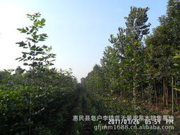 惠民縣皂戶李鎮(zhèn)藍天景觀苗木銷售基地 綠化苗木產品與花卉種植指南