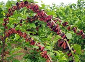 臺灣四季大果桑苗批發(fā)——聚焦廣西象州縣專業(yè)培育基地的種苗優(yōu)勢與林業(yè)種植技術