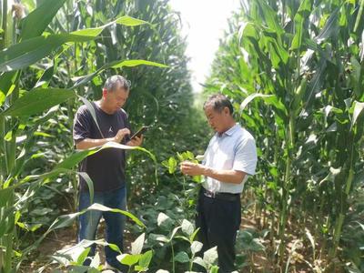 山西農(nóng)大農(nóng)學(xué)院科技服務(wù)團(tuán)隊(duì)深入太原北部現(xiàn)代農(nóng)業(yè)公園，助力大豆產(chǎn)業(yè)提質(zhì)增效