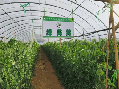 科技特派團(tuán)精準(zhǔn)服務(wù)，激發(fā)祥云蔬菜產(chǎn)業(yè)新動(dòng)能